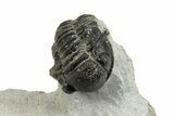 Bargain, 3D Gerastos Trilobite Fossils (Grade B) - Photo 3